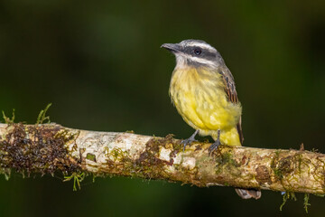 Golden-crowned Flycatcher perched on mossy branch