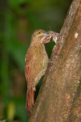 Montane Woodcreeper with Insect Prey on Tree Trunk