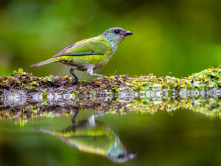 Female Black-capped Tanager perched with reflection