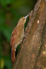 Montane Woodcreeper with Insect Prey on Tree Trunk