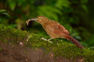 Montane Woodcreeper with Insect Prey on Tree Trunk