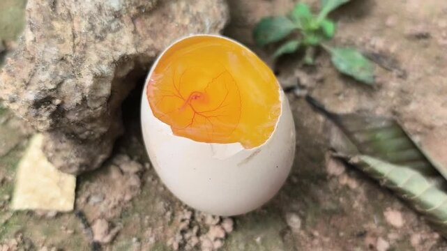 HD close-up video, the broken egg shows the egg yolk and the developing embryo inside it.