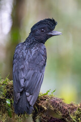 Long-wattled Umbrellabird on Mossy Branch