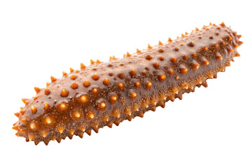 Sea cucumber with orange spikes and glowing tubercles on sandy textured skin, isolated on a transparent background