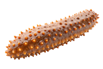Sea cucumber with orange spikes and glowing tubercles on sandy textured skin, isolated on a transparent background