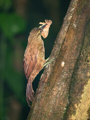 Montane Woodcreeper with Insect Prey on Tree Trunk