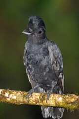 Long-wattled Umbrellabird on Mossy Branch