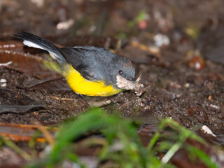 Slate-throated Redstart with Moth in tropical forest