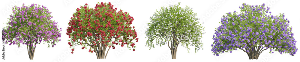 Poster collection of crepe myrtle bush trees with isolated on transparent background. png file, 3d renderin