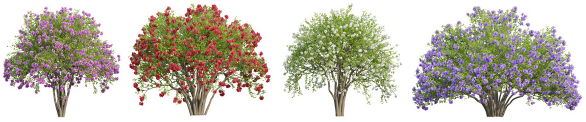 Collection of Crepe Myrtle bush trees with isolated on transparent background. PNG file, 3D rendering illustration, Clip art and cut out