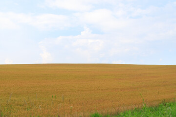 Obraz premium Contrasting Crops Stretching Across a Sunlit Field