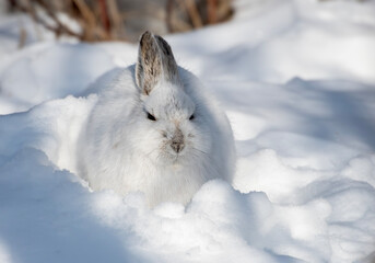 Snowshoe Hare with winter coat sitting in the snow