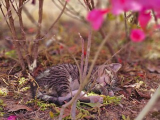 cat in the garden