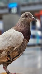 close up of a pigeon