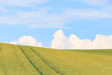Golden Fields Under a Blue Sky in Biei, Hokkaido, Japan