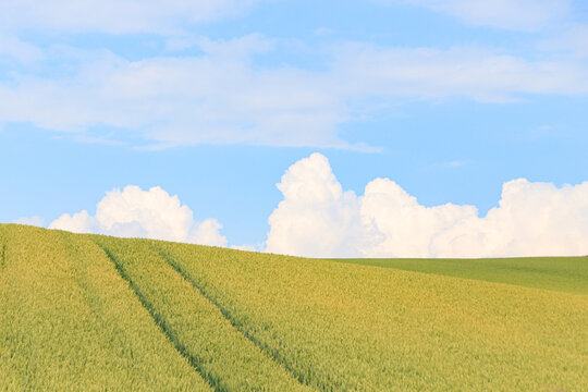 Golden Fields Under a Blue Sky in Biei, Hokkaido, Japan