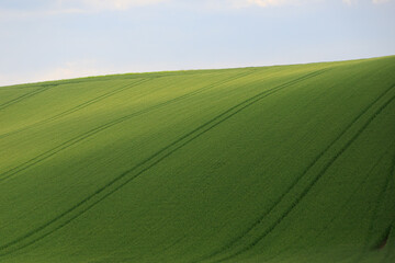 Obraz premium Rolling Green Hill with Crop Lines under Soft Sunlight