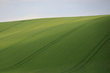 Obraz premium Rolling Green Hill with Crop Lines under Soft Sunlight