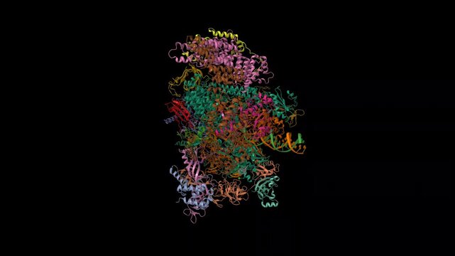 Structure of paused transcription complex Pol II-DSIF-NELF. Animated 3D cartoon and molecular surface models, entity id color scheme, pdb 6gml, black background