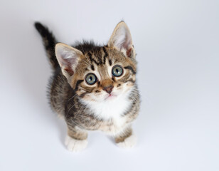Obraz premium Curious Tabby Kitten Looking Up on White Seamless