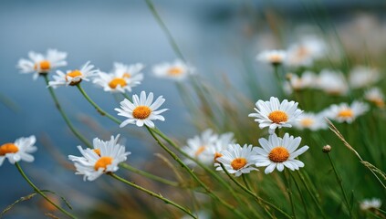 Delicate white daisies in a grassy field, soft focus, blurred background
