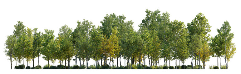 Deciduous forest view isolated png without sky on a transparent background premium cutout (birch, sycamore platanus, maple and other)