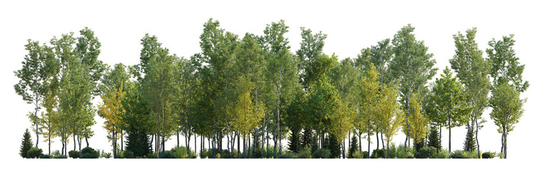 Deciduous forest view isolated png without sky on a transparent background premium cutout (birch, sycamore platanus, maple and other)