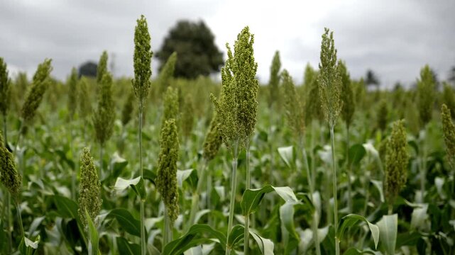 Millet plant cultivation, Sorghum Plantation industry. Field of Sweet Sorghum stalk and seeds. Millet field. Agriculture field of sorghum, named also Durra, Milo, or Jowari. Healthy nutrients