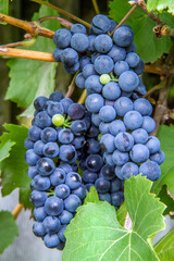 Bunches of blue grapes in a vineyard close-up. Natural ripe grapes