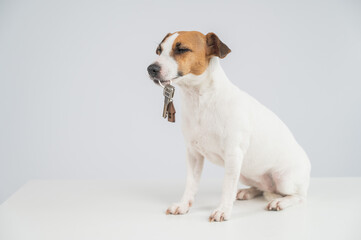 Jack Russell Terrier Dog Holding House Keys. 