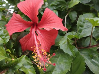 Macro shot of red hibiscus bloom with pollen and green foliage, tropical flower in natural garden setting