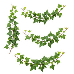 Fototapeta premium Realistic English Ivy vine, lush green leaves with natural texture, isolated on white background. Shown in different arrangements (single strand, small cluster, curved shape, diagonal line). High reso