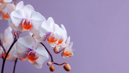 Delicate white orchids with orange accents on a muted purple background
