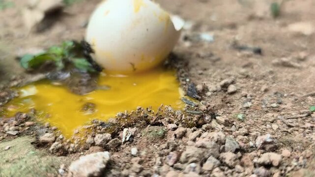red ants swarmed the egg yolk that fell to the ground