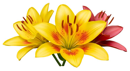 Obraz premium A Beautiful yellow lily flower blooming with vibrant orange petals
