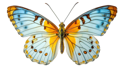 very beautiful light blue yellow butterfly with spread wings isolated on a transparent background