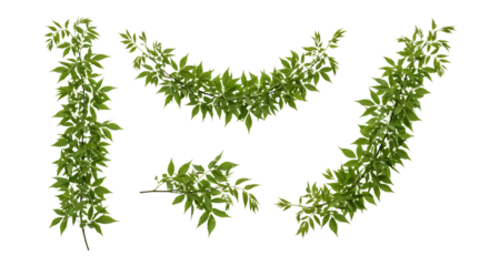 Realistic Wisteria, lush green leaves with natural texture, isolated on white background. Shown in different arrangements (single strand, small cluster, curved shape, diagonal line). High resolution, 