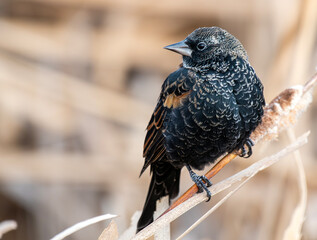 Male Red-winged Blackbird in a snowy marsh in winter