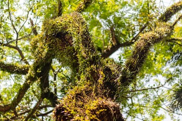 Close up of tree trunk covered with small green vines in a tropical forest