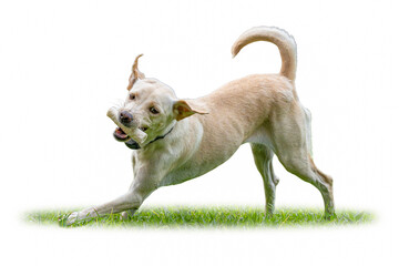 Playful Labrador Retriever running on grass with a bone toy in its mouth