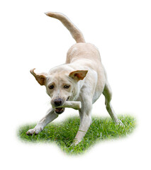 Playful Labrador Retriever running on grass with a bone in its mouth