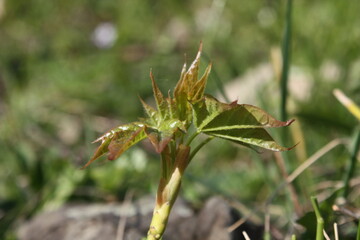 close up of grass