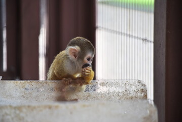 食事中のリスザルの赤ちゃん