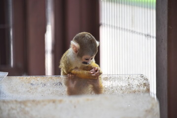 食事中のリスザルの赤ちゃん