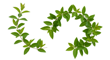 Realistic Honeysuckle, lush green leaves with natural texture, isolated on white background. Shown in different arrangements (single strand, small cluster, curved shape, diagonal line). High resolutio