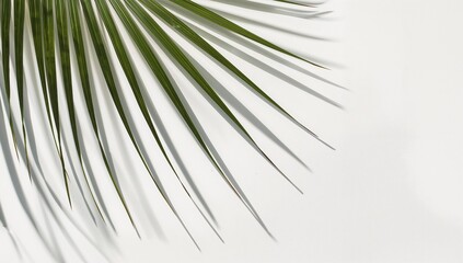 Obraz premium A vibrant green palm leaf casts delicate shadows on a bright white background, showcasing a minimalist and elegant aesthetic.
