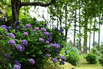 梅雨の季節を彩る紫陽花の花