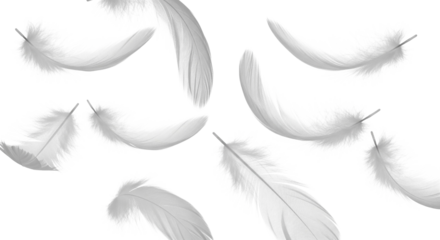 Pure White Feathers Floating, Light and Delicate on Transparent Background