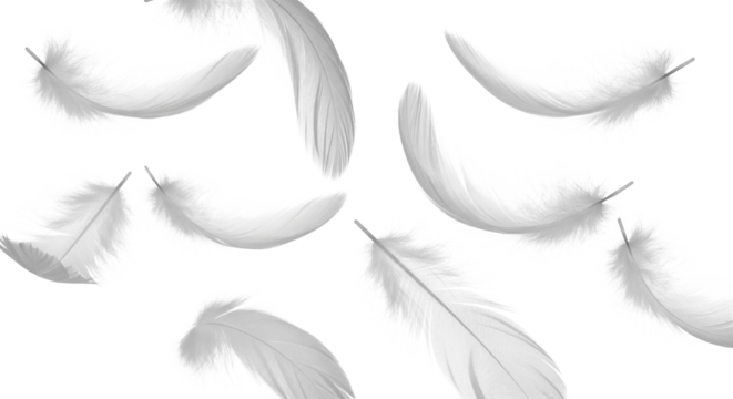 Pure White Feathers Floating, Light and Delicate on Transparent Background