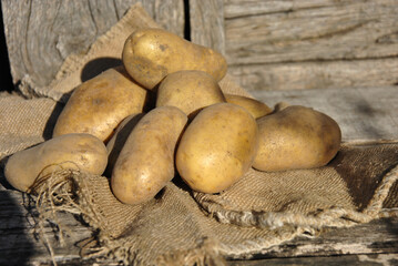 naturally grown potatoes on a wooden old table. farm products